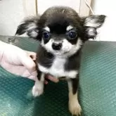 チワワ(ロング)