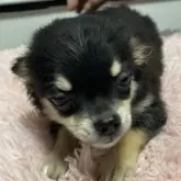 チワワ(ロング)【千葉県・男の子・2024年9月1日・ブラックタン ホワイト】の写真1