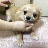 チワワ(ロング)