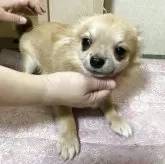 チワワ(ロング)