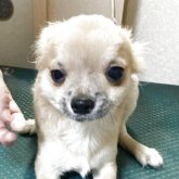 チワワ(ロング)