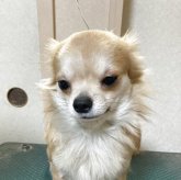 チワワ(ロング)