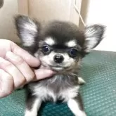 チワワ(ロング)