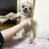 チワワ(ロング)【千葉県・男の子・2025年3月18日・フォーン ブラック】の写真2