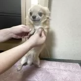 チワワ(ロング)【千葉県・男の子・2025年3月18日・フォーン ブラック】の写真2