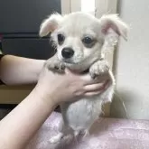 チワワ(ロング)【千葉県・男の子・2025年7月28日・ホワイト クリーム】の写真3