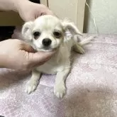 チワワ(ロング)【千葉県・男の子・2025年7月28日・ホワイト クリーム】の写真4