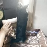 チワワ(ロング)【千葉県・男の子・2025年5月27日・ブラックタン ホワイト】の写真5