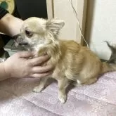 チワワ(ロング)【千葉県・男の子・2025年3月18日・フォーン ブラック】の写真5