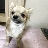 チワワ(ロング)【千葉県・男の子・2025年3月18日・フォーン ブラック】の写真8「白いのは毛です。歯をむき出しているわけではないです」