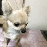 チワワ(ロング)【千葉県・男の子・2025年3月18日・フォーン ブラック】の写真9