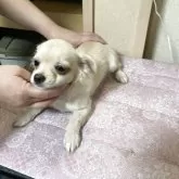 チワワ(ロング)【千葉県・男の子・2025年7月28日・ホワイト クリーム】の写真9