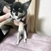 チワワ(ロング)【千葉県・男の子・2025年5月27日・ブラックタン ホワイト】の写真9