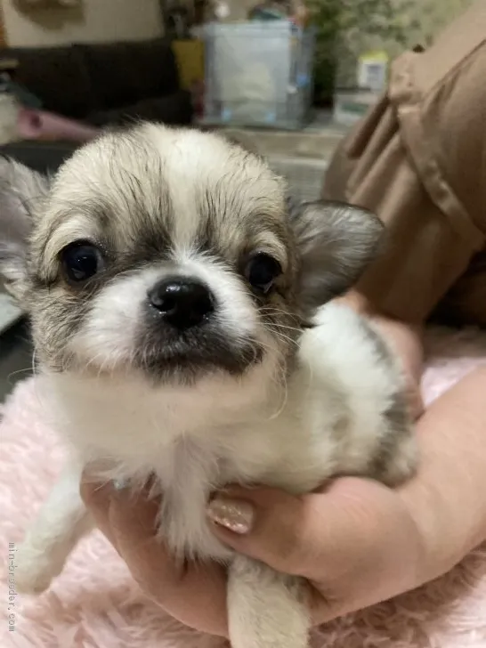 ID：2101-01728の子犬