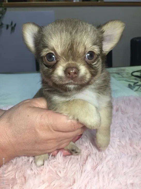 アスラママ 様のお迎えした子犬