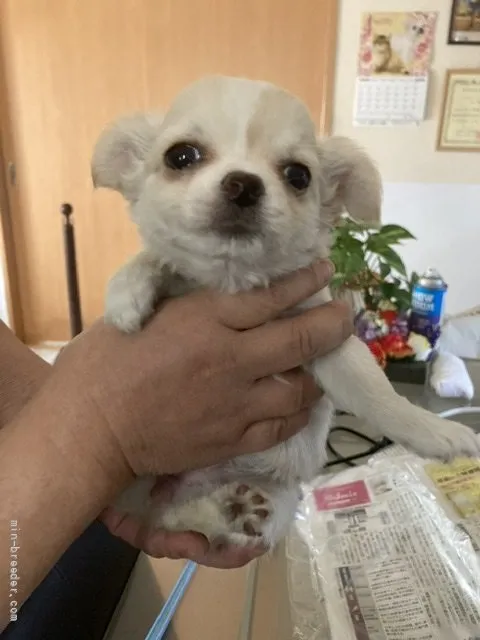 だいふく 様のお迎えした子犬