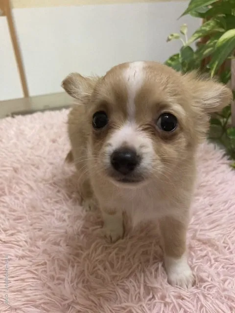 ID:2112-03373の子犬