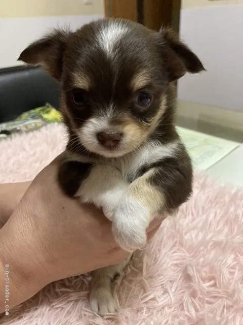 ID：2010-02581の子犬