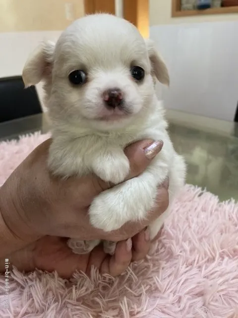 ID:2011-00016の子犬
