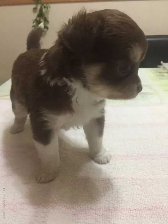 Y.T 様のお迎えした子犬