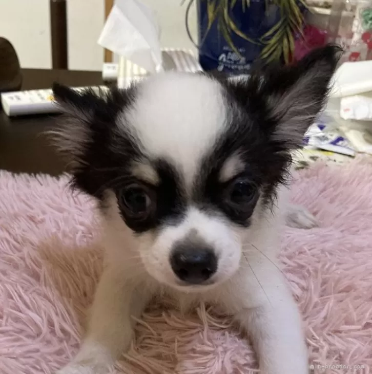 ID:2408-01215の子犬