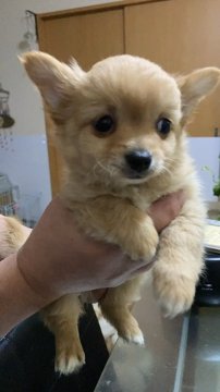 チワワ(ロング)【千葉県・男の子・2021年10月31日・クリーム】の写真「シャイで寂しがり屋さんです」