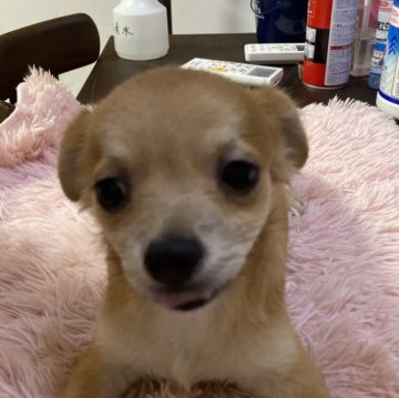 チワワ(ロング)【千葉県・男の子・2023年12月28日・フォーン】の写真「元気いっぱい」