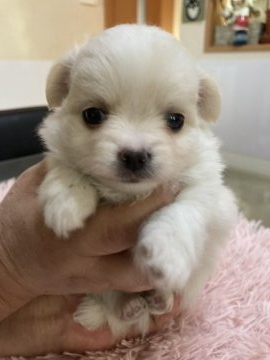 チワワ(ロング)【千葉県・男の子・2020年9月28日・ホワイト アンド クリーム】の写真「元気な良い子です」