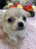 チワワ(ロング)【千葉県・男の子・2022年2月4日・クリーム ホワイト】の写真2「顔のアップ。優しいお顔です」
