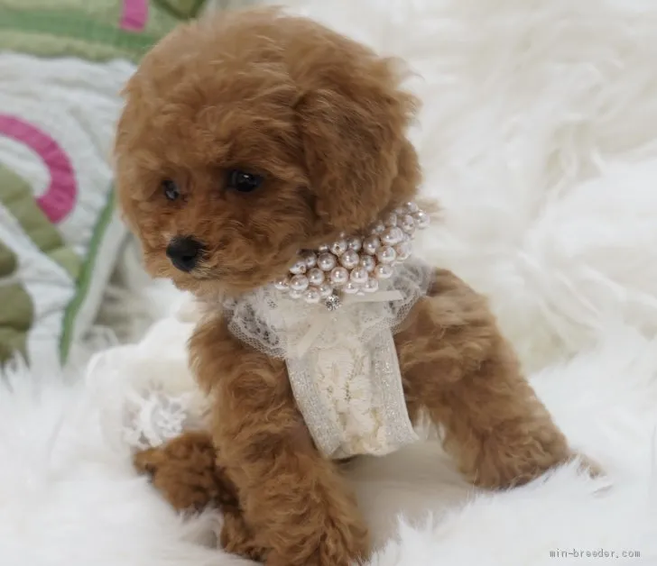 ID:2012-00628の子犬