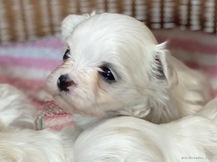 S.G 様のお迎えした子犬