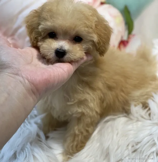 かなこ 様のお迎えした子犬