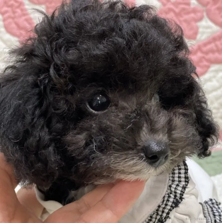 ID:2306-01169の子犬