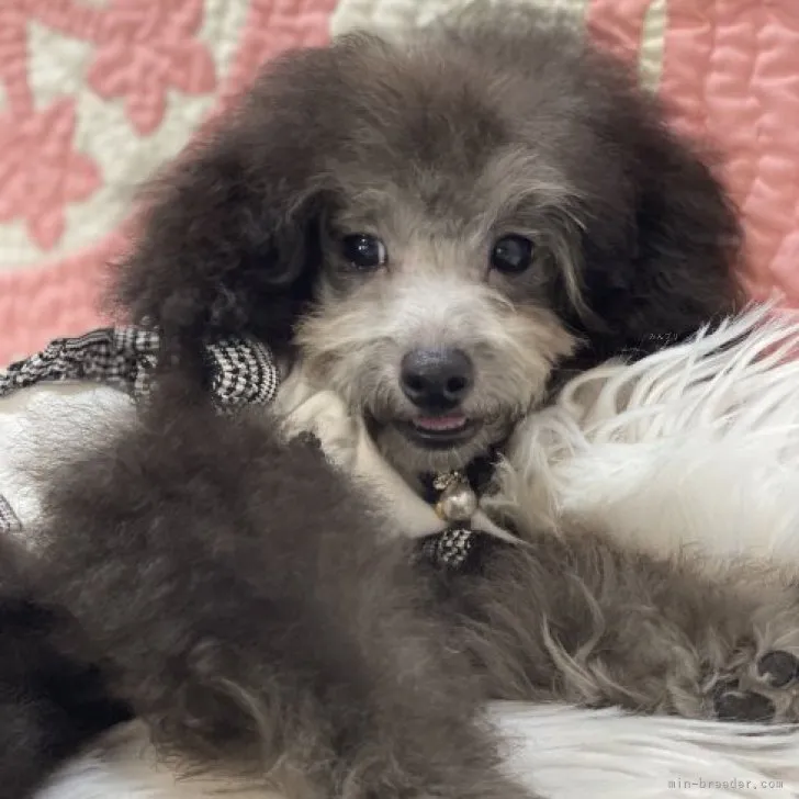 ID:2310-03672の子犬