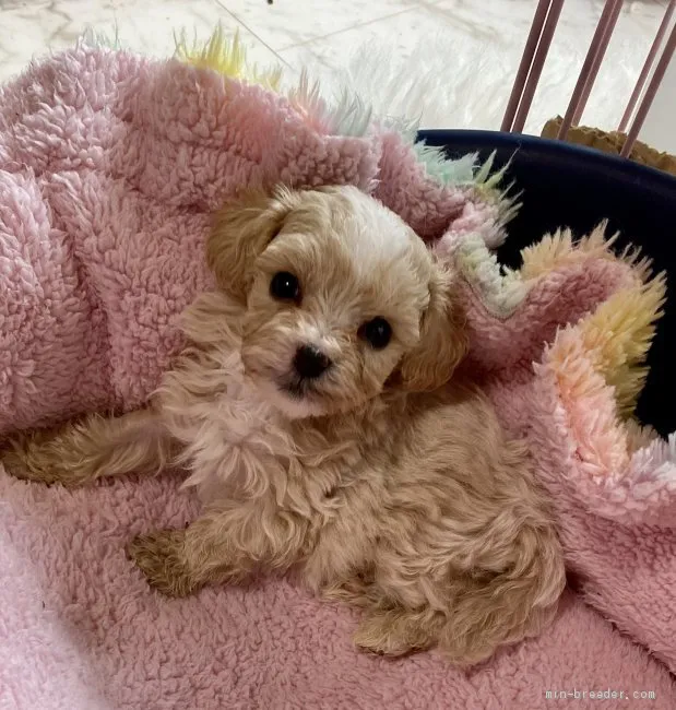 ID:2010-01039の子犬