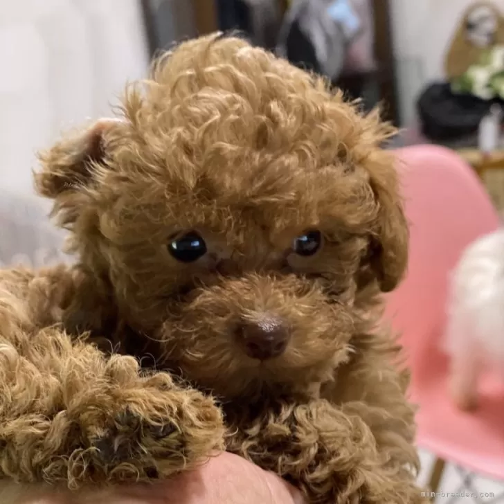 ID:2409-02111の子犬