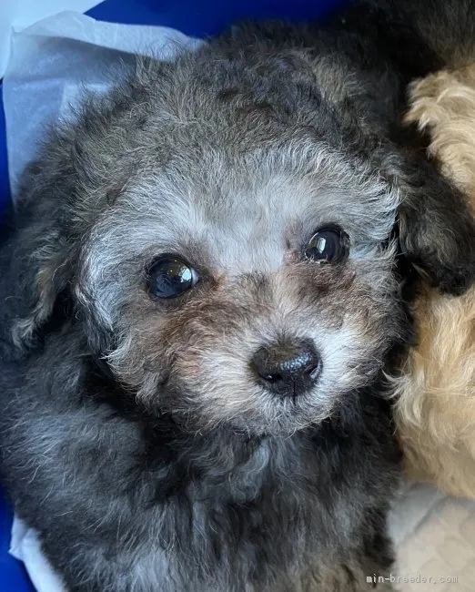 M.T 様のお迎えした子犬