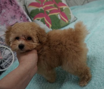 トイプードル(タイニー)【佐賀県・男の子・2020年1月10日・アプリコット】の写真「性格も遊び方も、可愛い！ボクちゃん」
