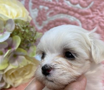 マルチーズ【佐賀県・男の子・2020年7月15日・ホワイト】の写真「可愛いチビチビ男の子」