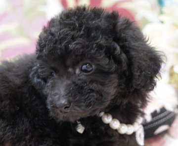 トイプードル(ティーカップ)【佐賀県・女の子・2020年7月25日・ブルー(ブラック)】の写真「ショートバックの可愛い女の子」