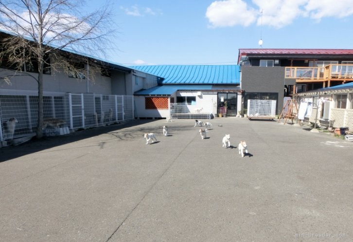 広い運動場でのびのび育っています♪｜武田　ひろみ(たけだ　ひろみ)ブリーダー(青森県・ミディアムプードルなど・JKC登録)の紹介写真1