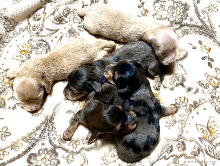 武田ひろみブリーダーのブログ：可愛いベビー