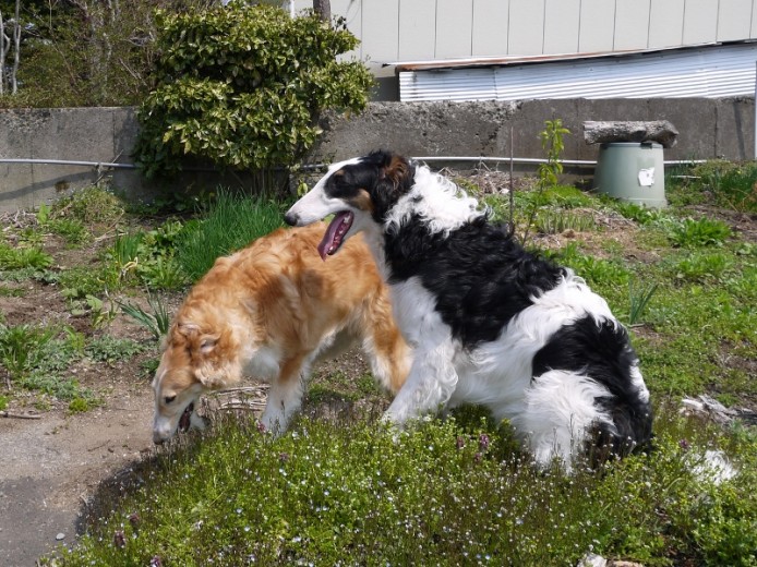 ボルゾイ オス WHITE&BLACK 2012/08/25生まれ 青森県 交配犬ID