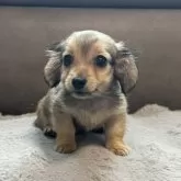 カニンヘンダックスフンド(ロング)【青森県・男の子・2025年7月29日・レディシュイエロー(旧シェーデッドゴールド)】の写真10