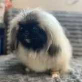 ペキニーズ【青森県・男の子・2025年5月10日・フォーン、ホワイトマーキング】の写真10