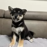 柴犬(標準サイズ)【青森県・女の子・2025年5月25日・黒】の写真10