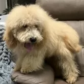 ミディアムプードル【青森県・男の子・2025年5月24日・オレンジフォーン】の写真10