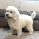 スタンダードプードル【青森県・女の子・2025年6月14日・ペールフォーン】の写真6