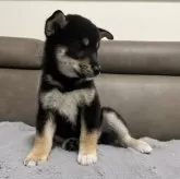 柴犬(標準サイズ)【青森県・女の子・2025年5月25日・黒】の写真12