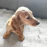 カニンヘンダックスフンド(ロング)【青森県・男の子・2025年3月9日・レッド】の写真12「頭水被って濡れてます。ハゲじゃ無いです。笑」